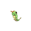 Caterpie