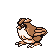 Pidgey