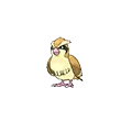 Pidgey