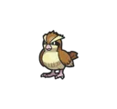 Pidgey