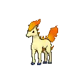 Ponyta