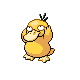 Psyduck