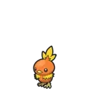 Torchic