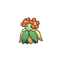 Bellossom