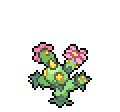 Maractus