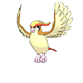 Pidgeot