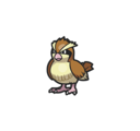 Pidgey
