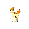 Ponyta
