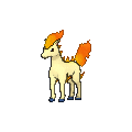 Ponyta