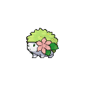 Shaymin