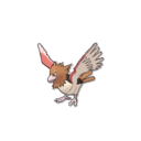 Spearow