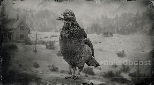 Red Dead Redemption 2 Pigeon Locations Crafting Legendary Materials