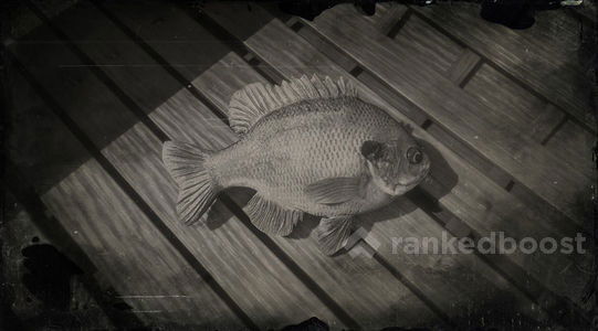 Red Dead Redemption 2 Bluegill