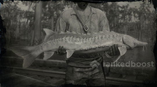 Lake Sturgeon Weight Chart