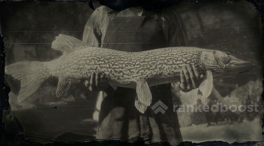 Red Dead Redemption 2 Northern Pike  Locations, Crafting, Legendary,  Materials