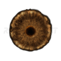 Elden Ring Lord’s Rune